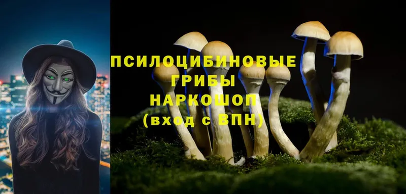 Псилоцибиновые грибы Psilocybine cubensis  Белокуриха 